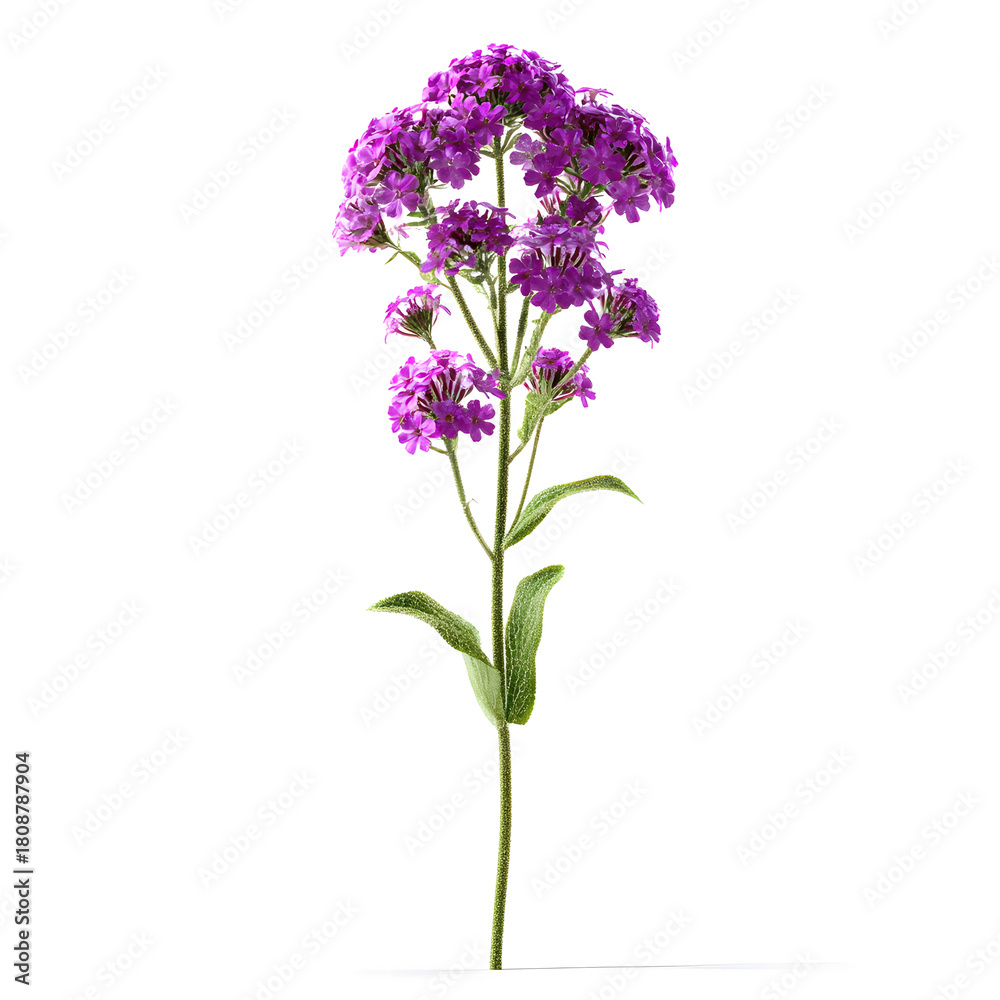 Fototapeta premium Blooming Verbena: A vibrant cluster of purple verbena blossoms, its delicate petals, along with verdant stem, creating an artistic display of natural beauty.
