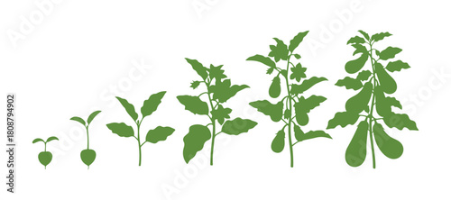 Life process of an eggplant plant as it grows, blooms, and forms edible fruit.