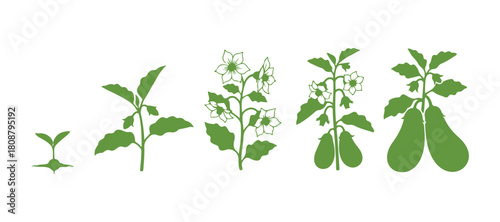 Stages of aubergine growth, beginning with seeds and ending with mature fruit.