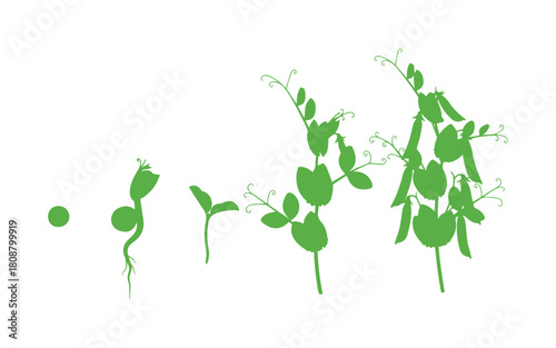 Growth process of a pea plant illustrated from germination to fruit production.