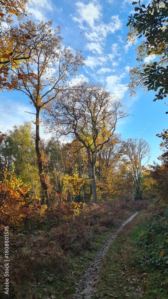 Fototapeta premium Les magnifiques paysages forestiers de la forêt de Rambouillet à l'automne