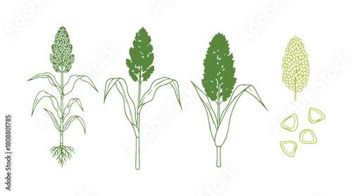 Sorghum plant icons shown as minimal green outlines.