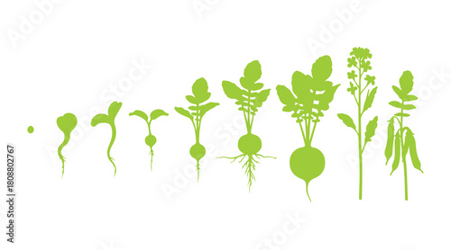 Green icons depicting the radish’s development from sprout to mature plant with flowers and seeds.