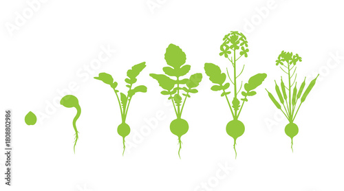 Radish growth stages shown in green silhouettes from seed to flowering and fruiting.
