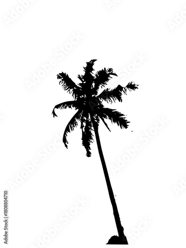 palm tree silhouette, coconut tree