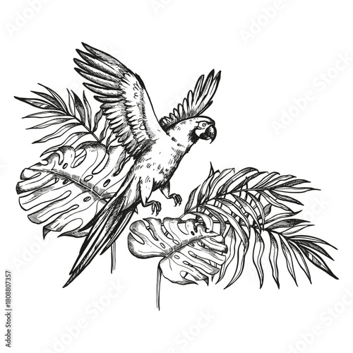 hand drawn flying parrot cockatoo with open twigs in tropical forest palm leaves, vector illustration of wildlife exotic birds, ink monochrome engraving sketch of tropical rainforest, line art picture