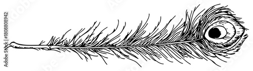 Detailed peacock feather hand drawn vintage engraving style sketch black and white vector