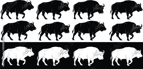 Set of walking buffalo silhouettes and outlines, frame by frame animation sequence of African cape buffalo, isolated vector illustration for motion design