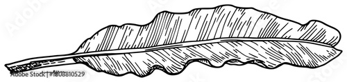 Hand drawn sketch of long banana leaf with detailed texture isolated on white background nature vector illustration