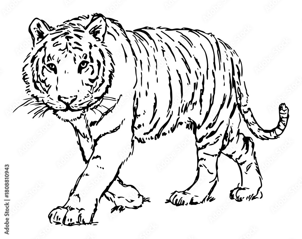 Obraz premium Walking tiger side view hand drawn wild big cat vector illustration