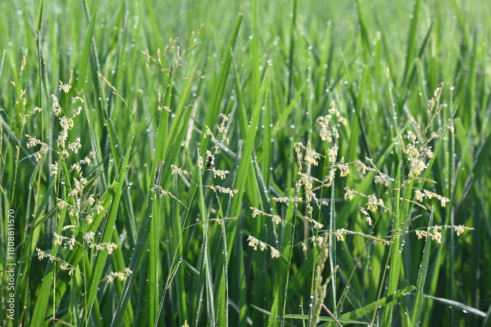 Obraz premium Leersia hexandra grass. It&nbsp;is a species of&nbsp;grass. Its common names&nbsp;southern cutgrass,&nbsp;clubhead cutgrass and&nbsp;swamp rice grass. It is also cultivated as a&nbsp;forage&nbsp;for&nbsp;livestock. Weeds in the Rice field.
