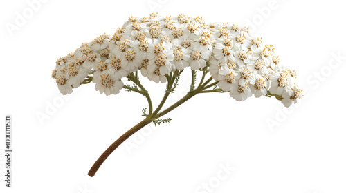 White common yarrow flower blossoms with delicate petals and golden centers gracefully displayed on a plain background