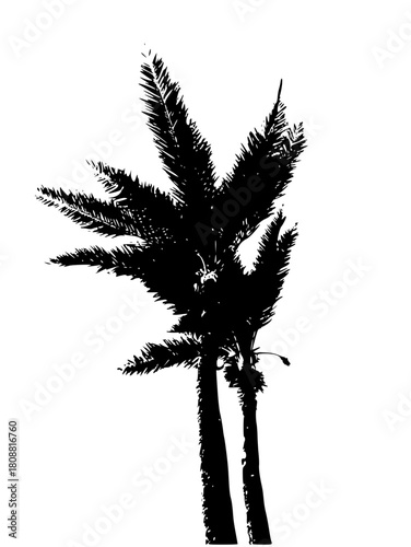 palm tree silhouette
