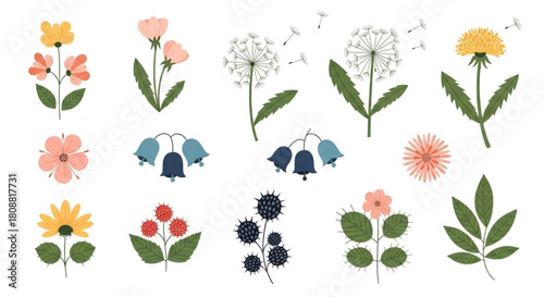 Delightful wildflower meadow collection for spring designs and botanical projects brings nature indoors with a touch of whimsy and charm for your audience