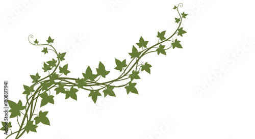 Green ivy vines with distinctive leaves elegantly climb and curl on a pristine white background, forming a decorative botanical border.