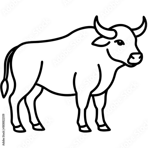 black and white cow