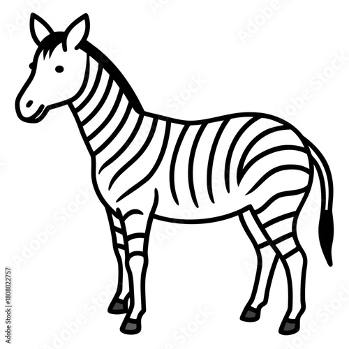 zebra isolated on white