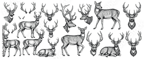 Deer sketches set. Reindeer, stag, head with antlers, vintage drawings. Northern animal, outlined woodcut etching, engraving in retro style. Hand-drawn vector illustration isolated on white background