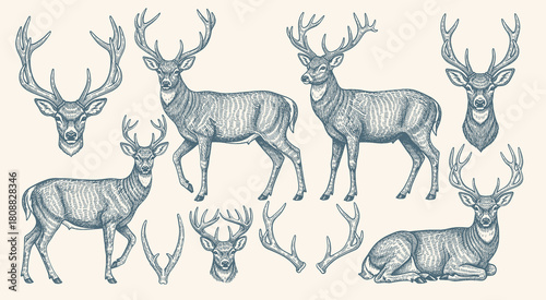Deer and antlers engraving style vector illustration set