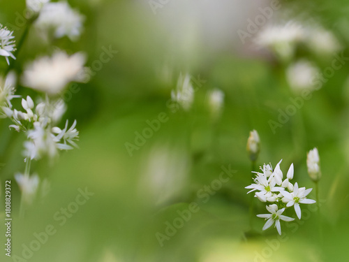 Fresh wild garlic blossoms in focus on soft green blurred background with space for text natural spring atmosphere suitable for food nature wellness and culinary themes.