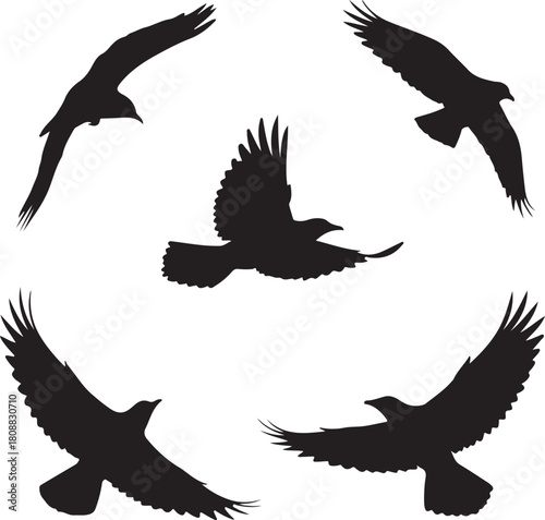 Silhouetted birds flying high illustration drawing
