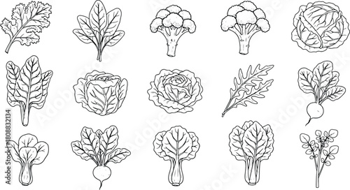 Hand-drawn outline vector collection of leafy vegetables including cabbage, spinach, broccoli, chard and assorted fresh greens illustration pack