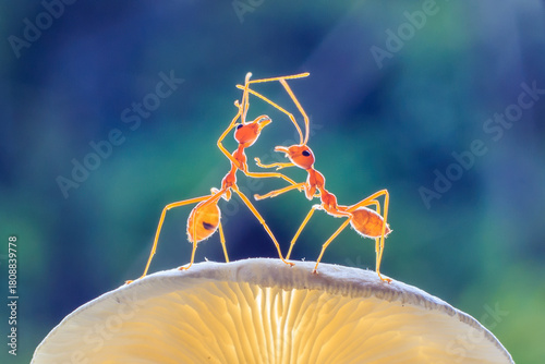 Ants or Oecoephylla smaradgina