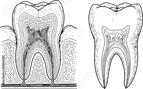 Human tooth anatomy showing internal structure and surrounding gum tissue medical diagram
