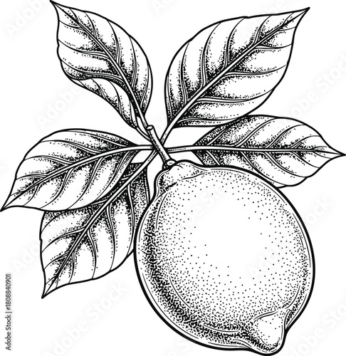 Lemon citrus fruit with green leaves in a black and white botanical print style