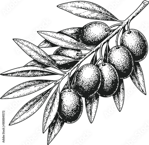 Mediterranean olive branch with ripe olives and foliage for healthy food concepts