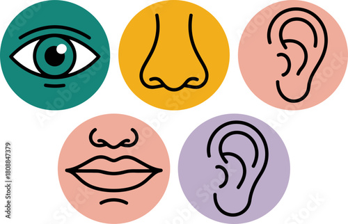 Explore your senses with this vibrant, modern illustration of seeing, smelling, hearing