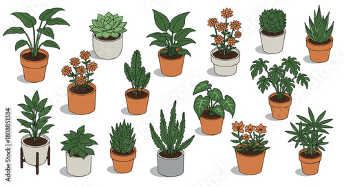 Diverse indoor plants collection in colorful pots on white background