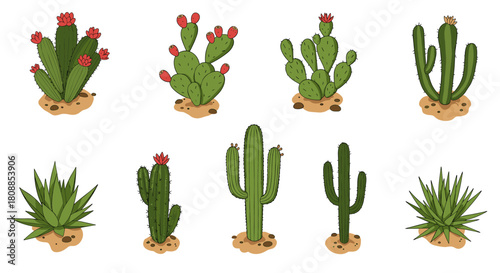 Collection of various cacti and succulents with flowers on white background