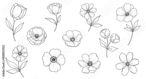 A collection of hand-drawn floral illustrations in a delicate line art style.