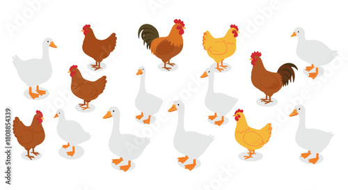 Isometric farm animals: chickens and geese on white background