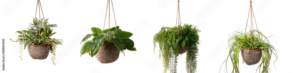 Fototapeta premium Hanging green plants isolated on transparent background