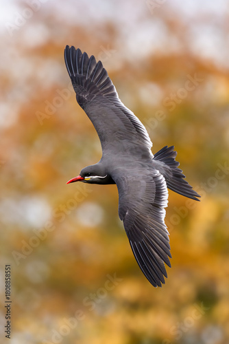 Inca tern (Larosterna inca)
