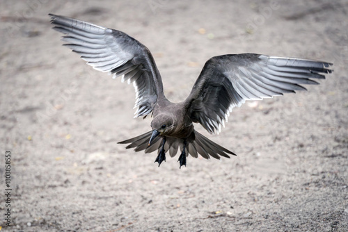 Inca tern (Larosterna inca)