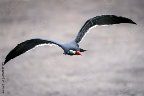 Inca tern (Larosterna inca)
