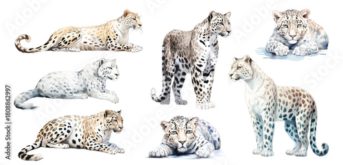 Watercolor snow leopards Animals illustration set