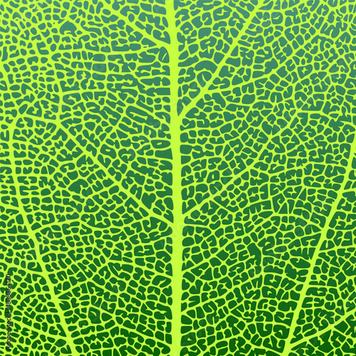 Leaf vein texture abstract background with close up plant leaf cells ornament texture pattern. Green organic macro linear pattern of nature leaf foliage vector illustration.