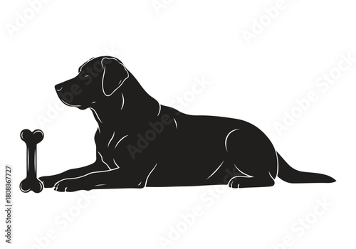 Black labrador retriever lying down with a bone isolated on