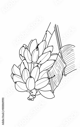 Drawing of banana fruit coloring page for kids and kindergarten