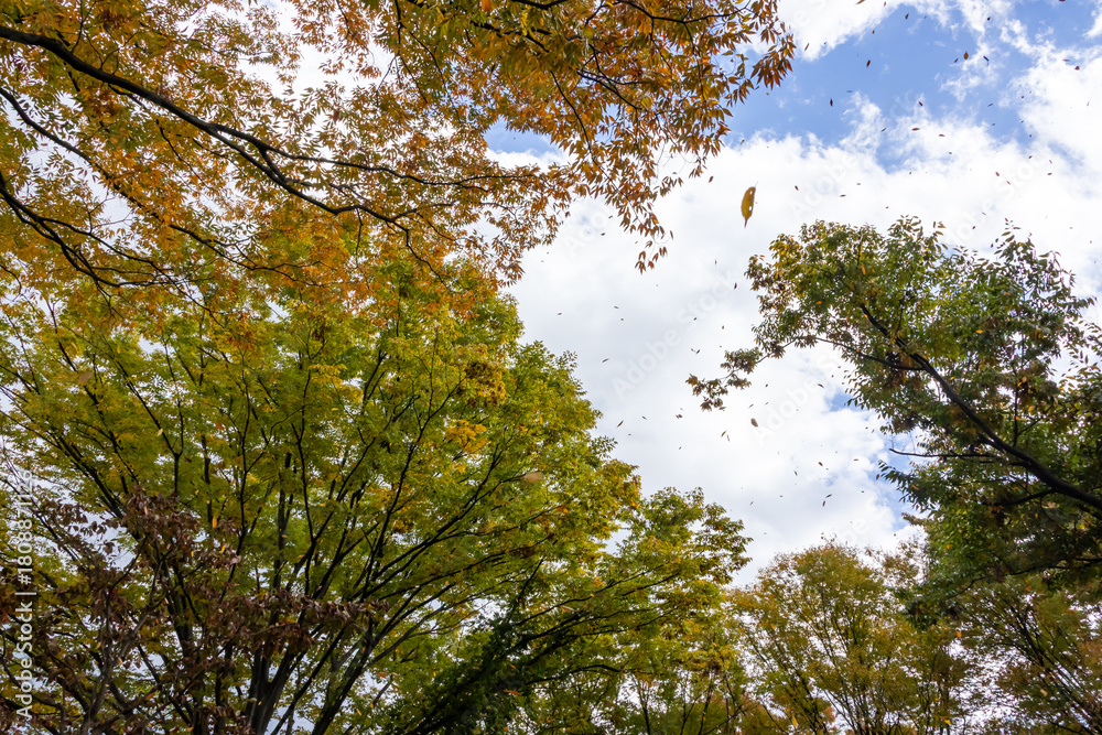 Obraz premium 紅葉した欅の木 風に舞う葉