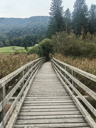 wooden bridge in the forest