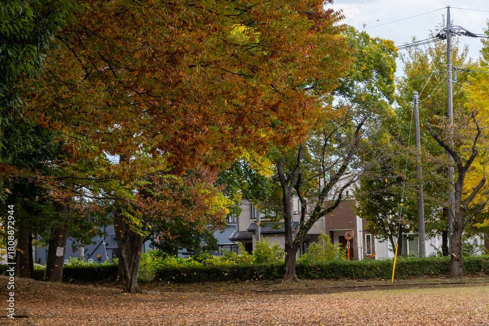 Naklejka premium 公園の紅葉