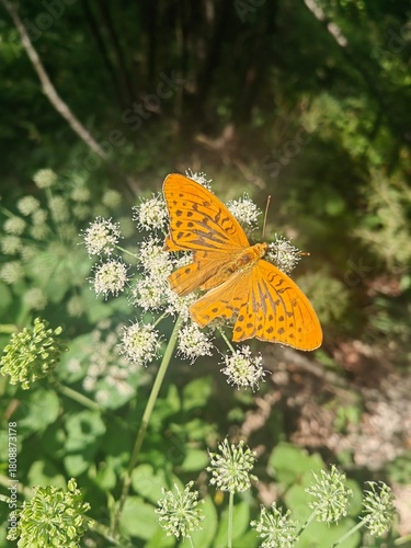 butterfly on flower