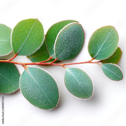 Frosted eucalyptus branch on white background for winter botanical design and seasonal decoration