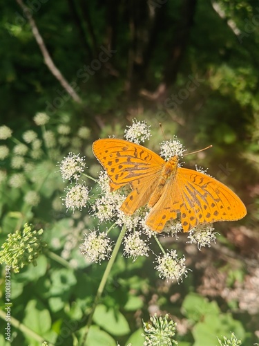 butterfly on flower