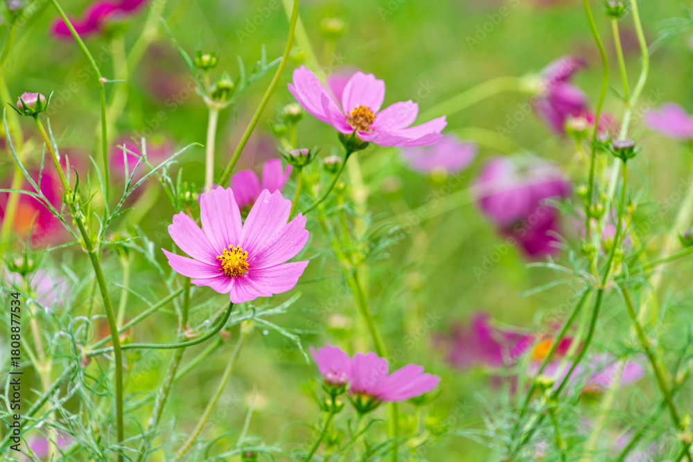 Fototapeta premium 自然豊かな公園に咲く美しいピンクのコスモスの花